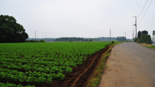 野菜の畑