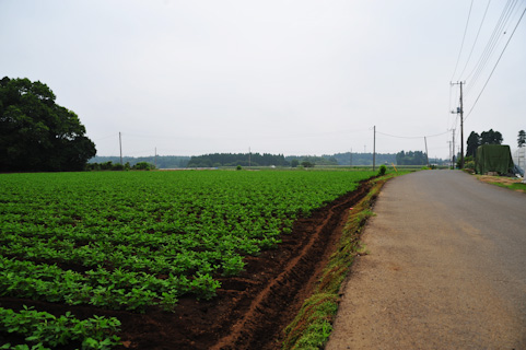 野菜の畑